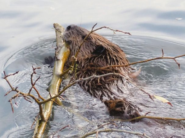 Biber schwimmt mit einem Ast durchs Wasser