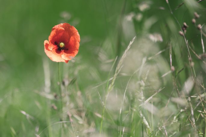 Einzelne rote Mohnblüte in einer grünen Wiese mit hohen Gräsern