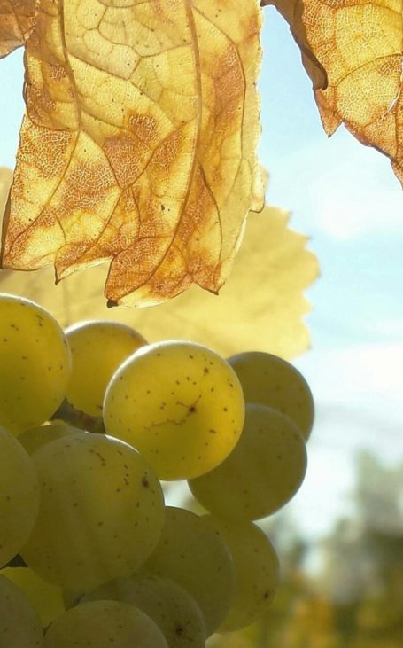 Grüne Weinbeeren hängen im Herbstlicht zwischen goldgelben Weinblättern
