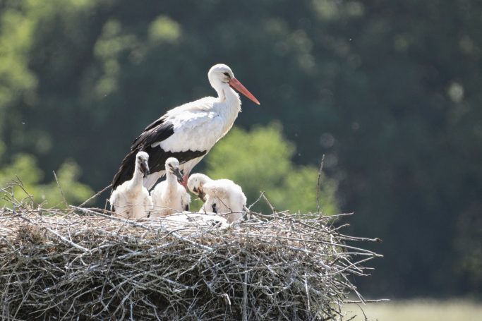 Storchenfamilie mit drei Jungvögeln im Nest über der Landschaft.